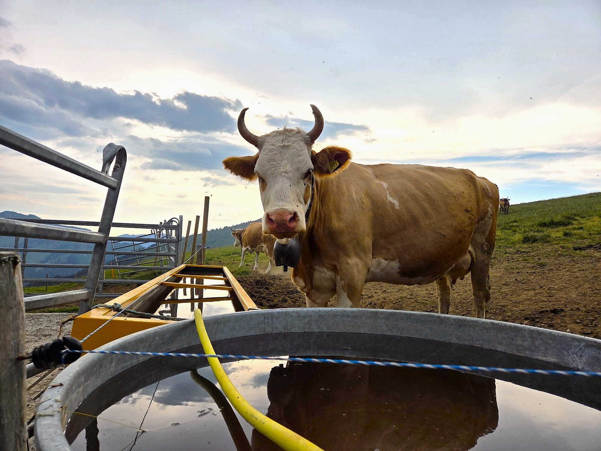 https://radiochablais.ch/images/2026/06/25/vaches 11.jpg
